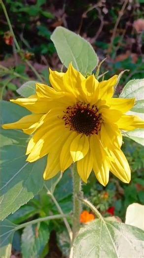 🌻 Sunflower in Bloom in Florida, USA 🌻 #sunflower #flowers #flower #florida #usa