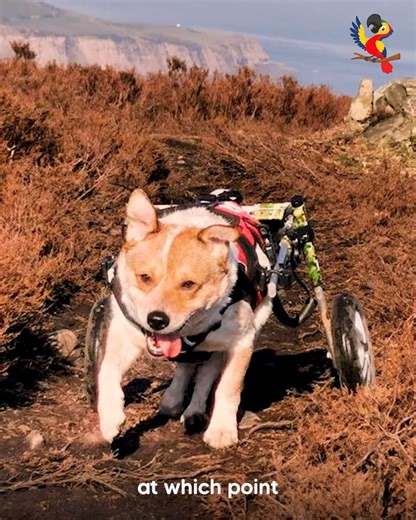 Meet The Cutest Rescue Dog On Wheels! | The Macaw
