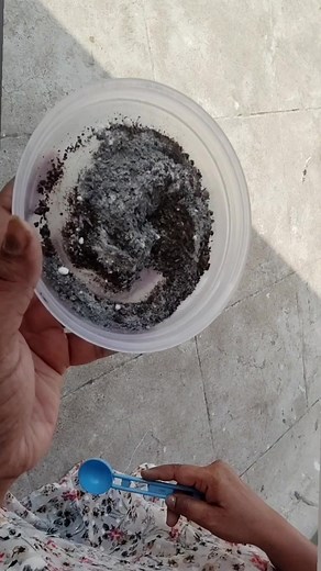 Portulaca plant care #garden #portulaca #fertility vandana Srivastav | vandana Srivastav