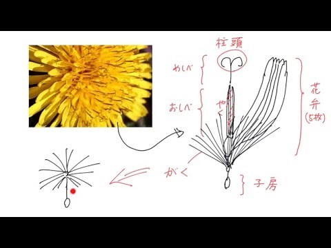 離弁花と合弁花