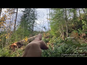 How A Dutchman Works For Tree Felling [w/ demonstration]