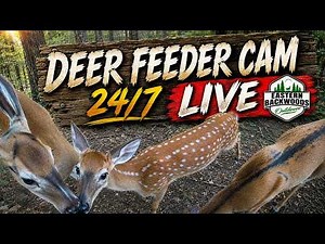 DEER FEEDER CAM — UP CLOSE & PERSONAL! 🦌 | LIVE 24/7
