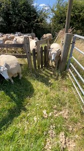 ⚠️ Fly Strike is Back ⚠️ Fly strike is where flies lay eggs on sheep and then the maggots live off the sheep, this sadly can kill sheep so farmers have to act quickly as soon as they see any signs of it 🐑 | The Pink Pig Farm
