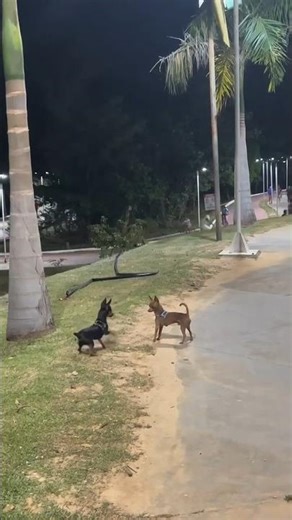 🐾 Tiny Dogs, Big Energy! Two Little Pups Racing Wildly in the Park at Night | Cute Dog