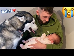 Excited Husky Is Only Ever Calm Around My Newborn Baby!! [CUTEST VIDEO!!]