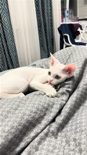 Quartz Devon Rex White Male