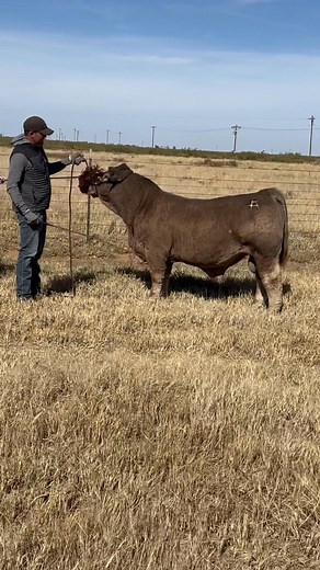Guilty myself of pegging American cattle with an attitude stereotype, “COMPADRE” is one mild mannered boyfriend that’s easy to fall in love with. Literally haltered twice and blown out once 5 months ago, he enjoyed his spa day & photo chute for tonight’s sale like he’s been prepping for weeks. Ask Brandon Horn about his sire King of Kings, the biggest pet Anson has ever cranked out. COMPADRE combines the best KOK has to offer with the exciting “Donor 30” of Cromwell/Ivy, the clean full sister to
