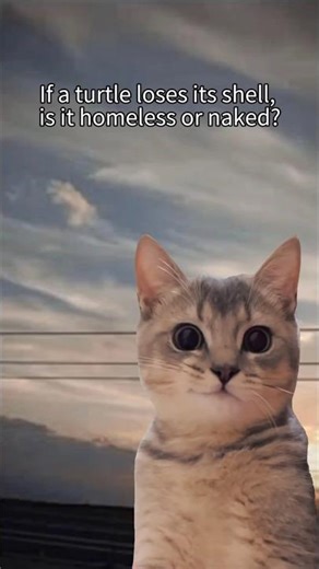 if a turtle loses its shell is it homeless or naked #funny