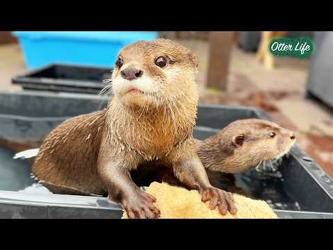 They Won't Give Up Their Towels! Our Never-Ending Battle with the Otters