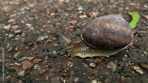 Close-up of a garden snail or garden slug gracefully gliding along the asphalt. Garden slug. Cornu aspersum . Helix aspersa, Cryptomphalus aspersus.