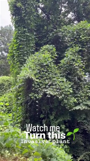 Kudzu is one of the most notoriously invasive plant in the south east, it is very misunderstood. In the early 1900s it was planted systemically by the government to prevent erosion as well as be food for livestock (which is it!!!). Native to Japan, in our climate it absolutely took off and is considered a nuisance by many folks today who don’t know how to deal with it. But in Japan it is prized as medicinal, it’s roots are utilized as a edible starch and it’s vines are used for fibers. Instead o