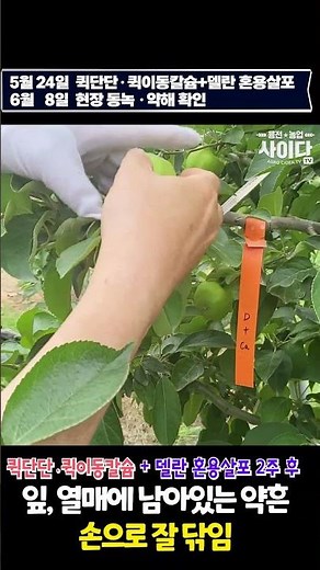 국내최초 농약(델란, 후론사이드, 응애약) 혼용가능 4가지 복합 유기산킬레이트 칼슘 탄생!
