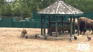 12K views · 229 reactions | Baby American bison Madison is two weeks old and he loves running around the rest of the herd -- dad bison Harley, mom bison Sue, big sister Abigail and "auntie" Hope. He's especially active in the morning when the zoo opens. Come visit him at your zoo! #syracusezoo #babybison #savingspecies #bestdayever Video by Natalie Pace | Rosamond Gifford Zoo | Facebook