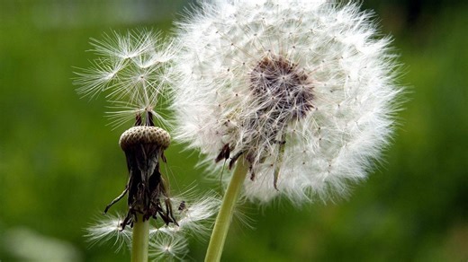 7 Reasons Why You Should Let Dandelions Grow In Your Garden
