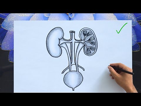 Human Kidney Drawing