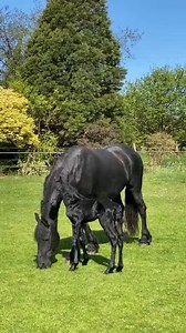 Hachi 💕 UNE AMITIÉ SANS BORNE Film sorti en 2009 avec Richard Gere L'histoire du chien japonais Hachikô raconte la relation unique d'un chien et de son maître, Cette démonstration d'affection et de loyauté infinie a fait que l'histoire d'Hachiko ait fait le tour du monde, et que plusieurs films ont été réalisé sur l'histoire de ce chien. | Nature & Découverte