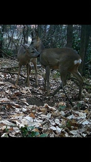 Amore tra Caprioli ❤️🍀 Love Between Roe deer