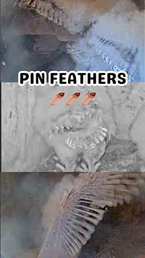 Pin feathers are so cool to look at and a little creepy looking too 😅 #barnowlfacts #owlets