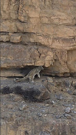 Snow Leopard Marking Territory in Spiti- India | Rare Himalayan Wildlife | Wild Wonders Expeditions