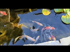 Quality Shubunkin Goldfish Breeding and Fry