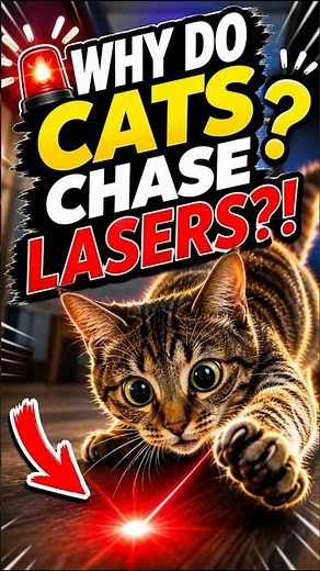 Why Cats Loves LASERS? 😱 The REAL Reason!