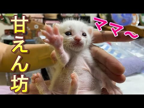 Abandoned baby cat thinks of its owner as its mother and clings to him - adorable [Rescue cat]