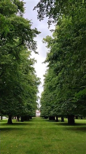 Serene Tree-Lined Pathway | Beautiful Garden Walk