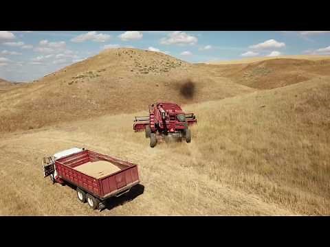 Wheat Harvest 2019 Part 1