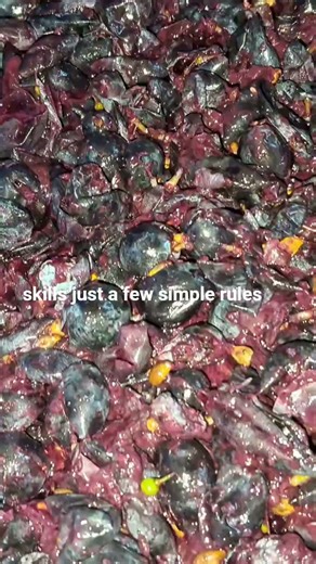 Wine making for beginners