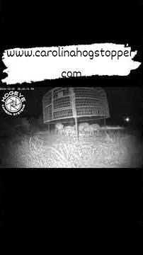 Big hogs rock the trap! #carolinahogstopper #wildhogs #pigs #hogs #hogtrapping #hoghunting #trapping
