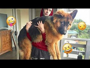 You Will Die Laughing At These Dogs 🐶 Best Animal Video Compilation You Can’t Miss 🤣 #45