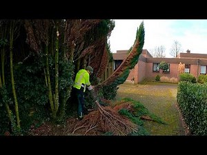 Finally You GOT ME RID of that HORRIBLE and HUGE Hedge