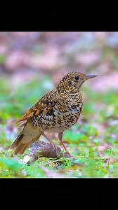 They are beautiful God made them | Amazing Nature