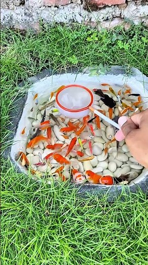 Satisfying Colorful Fish Catching Video 😍