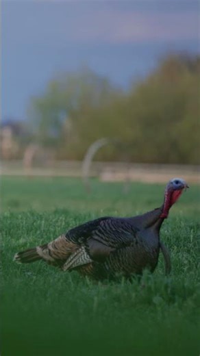 New Migra Hybrid stacked 5/9’s crushing this bird!