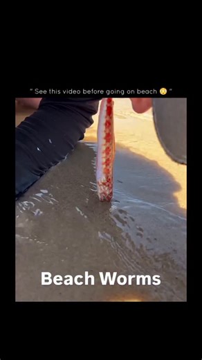 𝐅𝐀𝐂𝐓 | 𝐇𝐈𝐒𝐓𝐎𝐑𝐘 | 𝐈𝐍𝐅𝐎 on Instagram: "What looks like something out of a movie is actually a real marine animal called a beach worm. 🪱🌊 These long, flexible creatures live hidden deep beneath the sand, with only their mouth near the surface. Most people walk over them without ever realizing something this strange is right under their feet. Beach worms survive by sensing vibrations and movement above the sand. When prey or bait comes close, they extend their bodies upward in secon