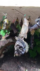 La schiusa di crisalide di farfalla civetta nella serra tropicale del MUSE. Ti aspettiamo fino al 3 giugno per immergerti nell'Oasi delle farfalle. Centinaia di delicate farfalle ti aspettano: non perdere l'occasione di vederle da vicino e scoprire curiosi dettagli su di loro! #musecolor | MUSE - Museo delle Scienze