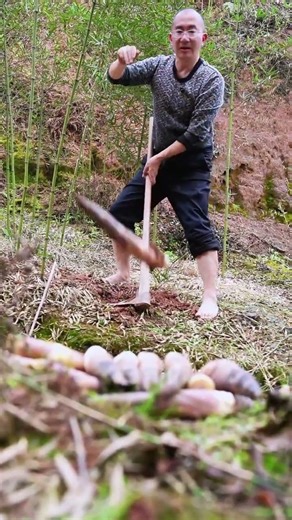 Digging bamboo shoots Do you like it#Star Village Star Farmers.#Rural life#My rural