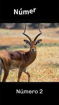 Top 5 Animales con el Mejor Salto