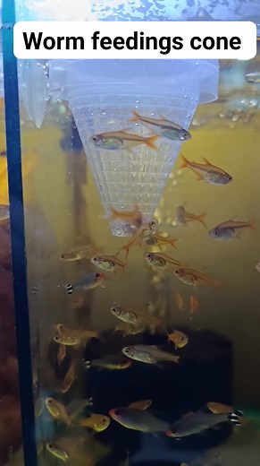 3.9K views · 20 reactions |  Cone Feeder  Perfect for...