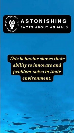 Dolphins Using Tools: Sponge Foraging