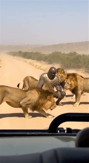 Spiked Armor Safari: Man Safely Mingles with Lions! 🦁🛡️ #LionWhisperer #SafariLife