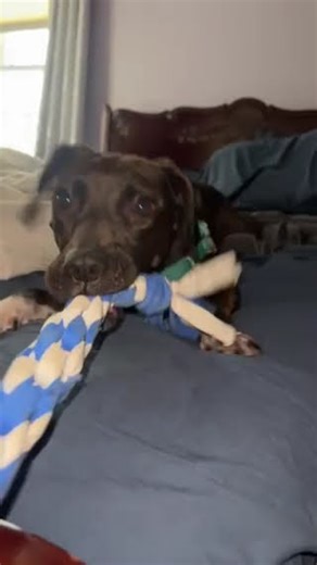 Meet Sherry - Available in Foster a Retriever, Labrador currently available for adoption! 12/28/2025