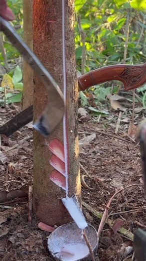 A Squirrel Found Fresh Rubber Tree Sap 🐿️ #Wildlife #Nature #Shorts