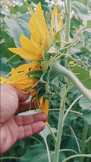 Beautiful Sunflower Field Tour | Secrets of Sunflower Bloom & Nature's Fibonacci Beauty