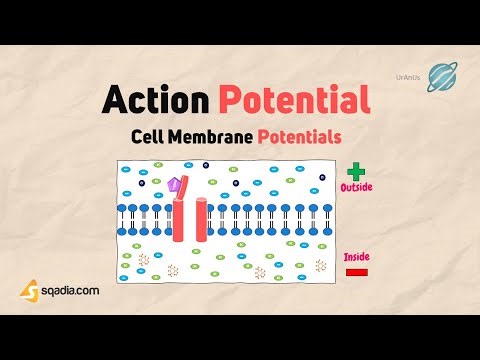 Cell Membrane Potentials | Action Potential