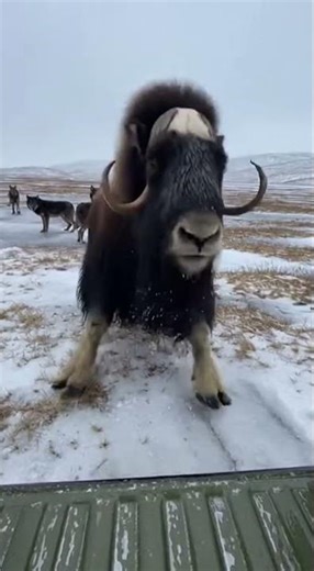 Musk Ox Calf Rescued from Wolves in Arctic Wilderness! ❄️🐺