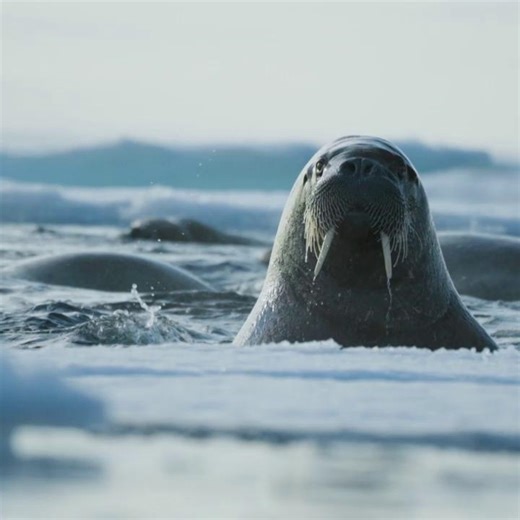 🦭 Season 44 of Nature opens with Walrus: Life on Thin Ice, which follows a paleontologist on an Arctic adventure to uncover the hidden lives of walrus and the threats they face as climate change shrinks the sea ice. The new season begins this Wednesday at 8 p.m. | PBS Western Reserve