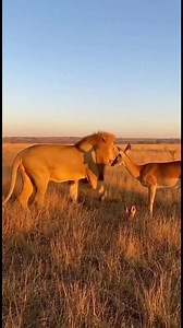 Lion Shows Mercy to Antelope Fawn Lion Shows Mercy to Antelope Fawn #fblifestyle #AI Generated using Kling AI . . . (For entertainment purposes only. Consult professionals if guidance on activities is presented. No brand affiliation is implied if any are shown. If inspired by true events, creative adaptations may be included. Content may include public footage.) | Fabiosa Philippines
