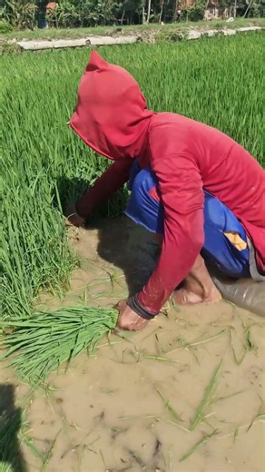 Harvesting rice seeds with simple techniques -Agriculture farming #shorts